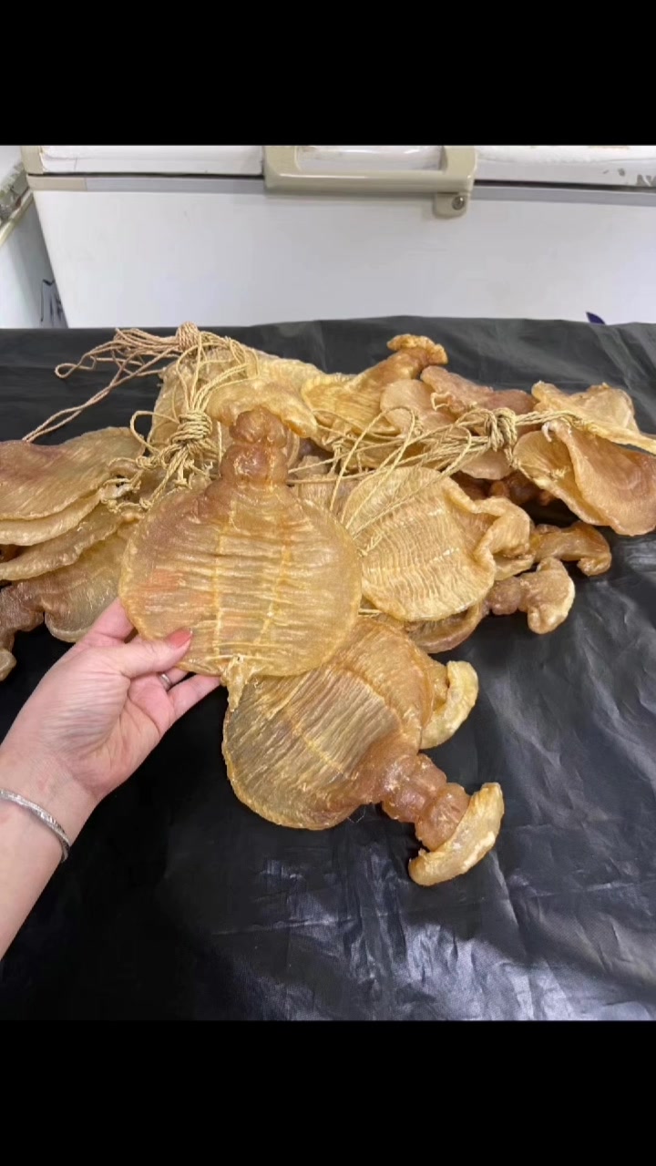 懂货的人来5头石肚鱼胶