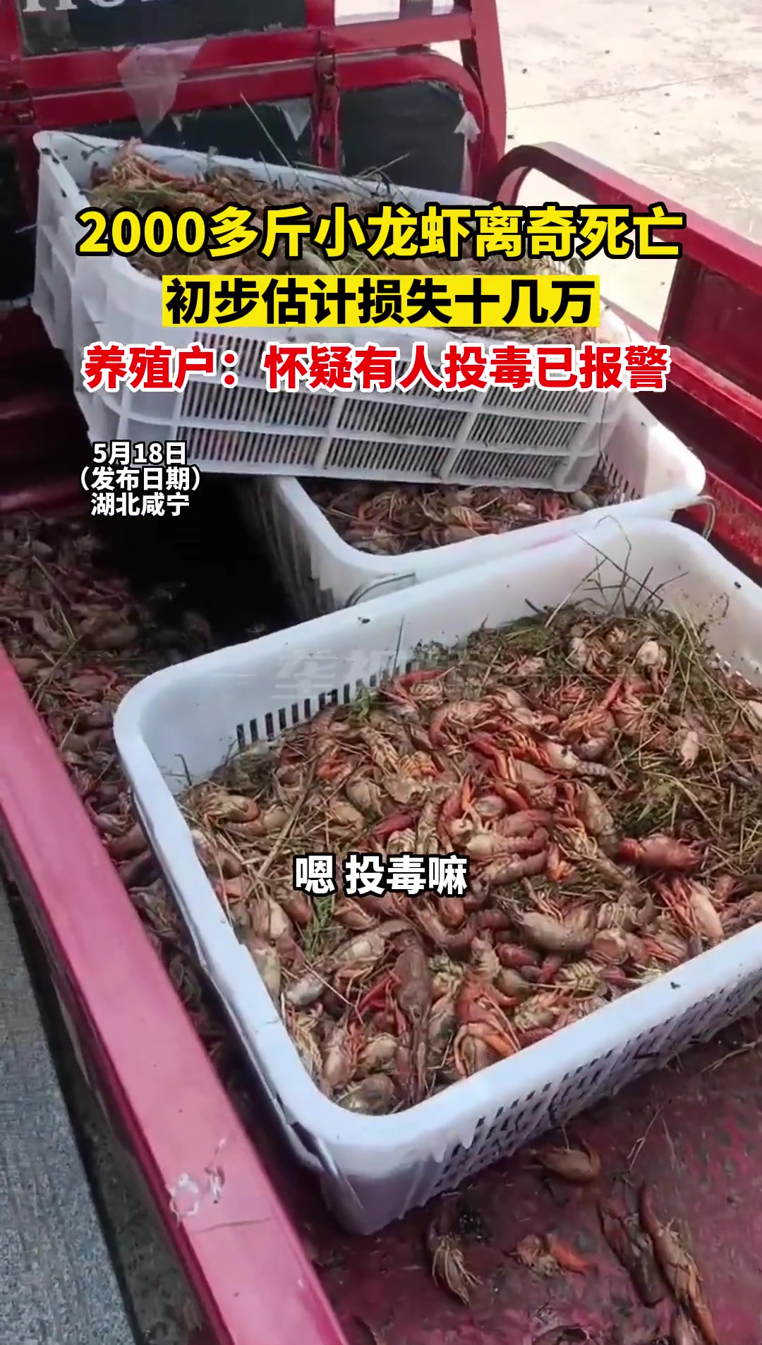 5月18日(发布日期),湖北咸宁,二千多斤小龙虾离奇死亡,养殖户损失十几万,养殖户:怀疑有