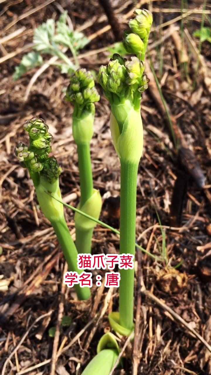 猫爪子菜是东北珍贵的山野菜,维生素c含量比较高,提高免疫力