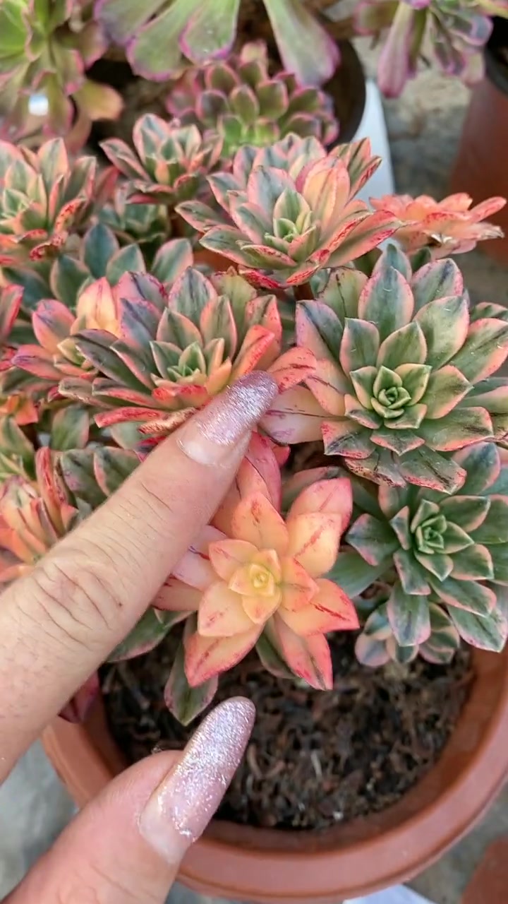 出锦的品种,真的好美