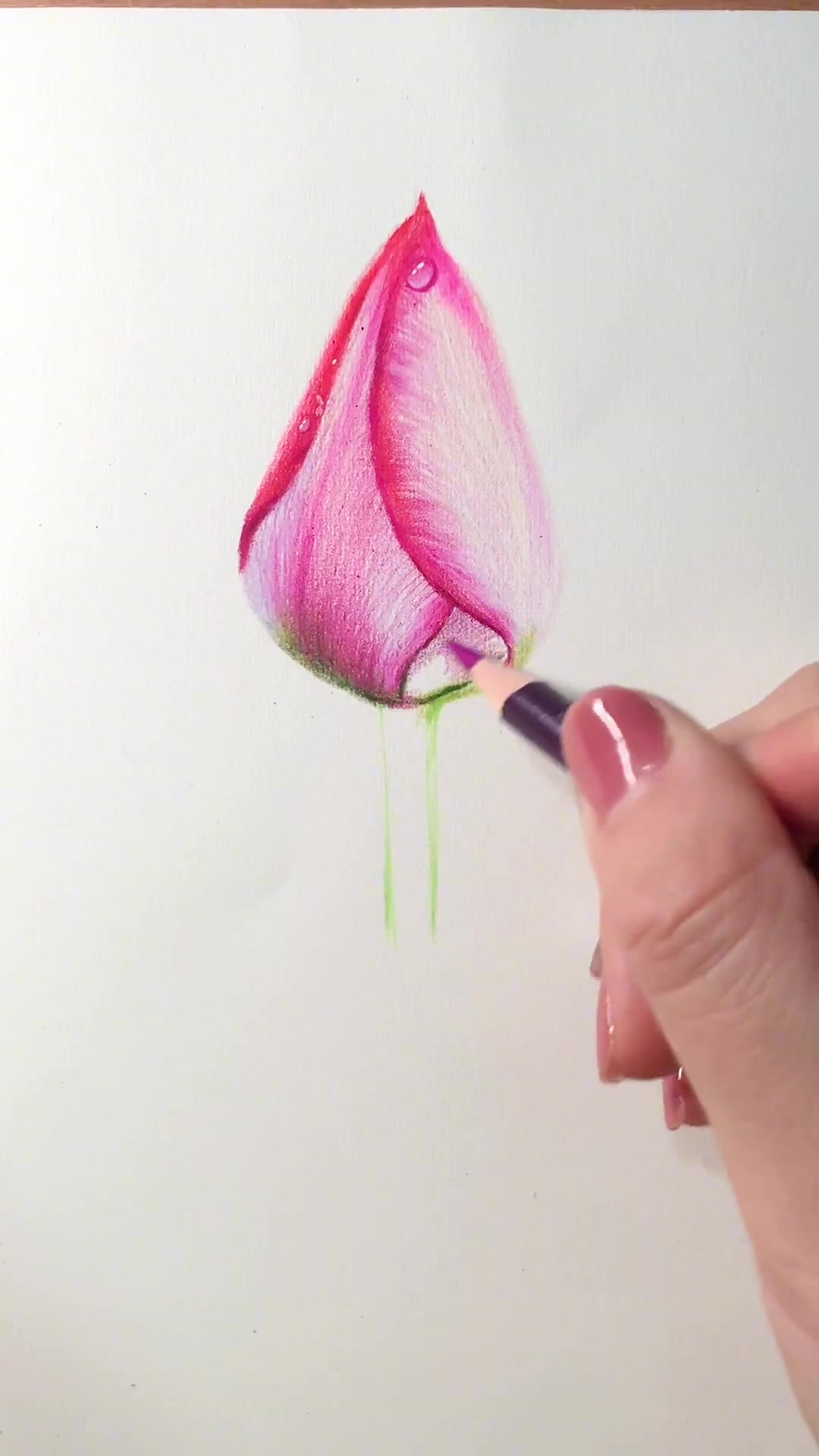 带水珠的郁金香 一起学画画 手绘