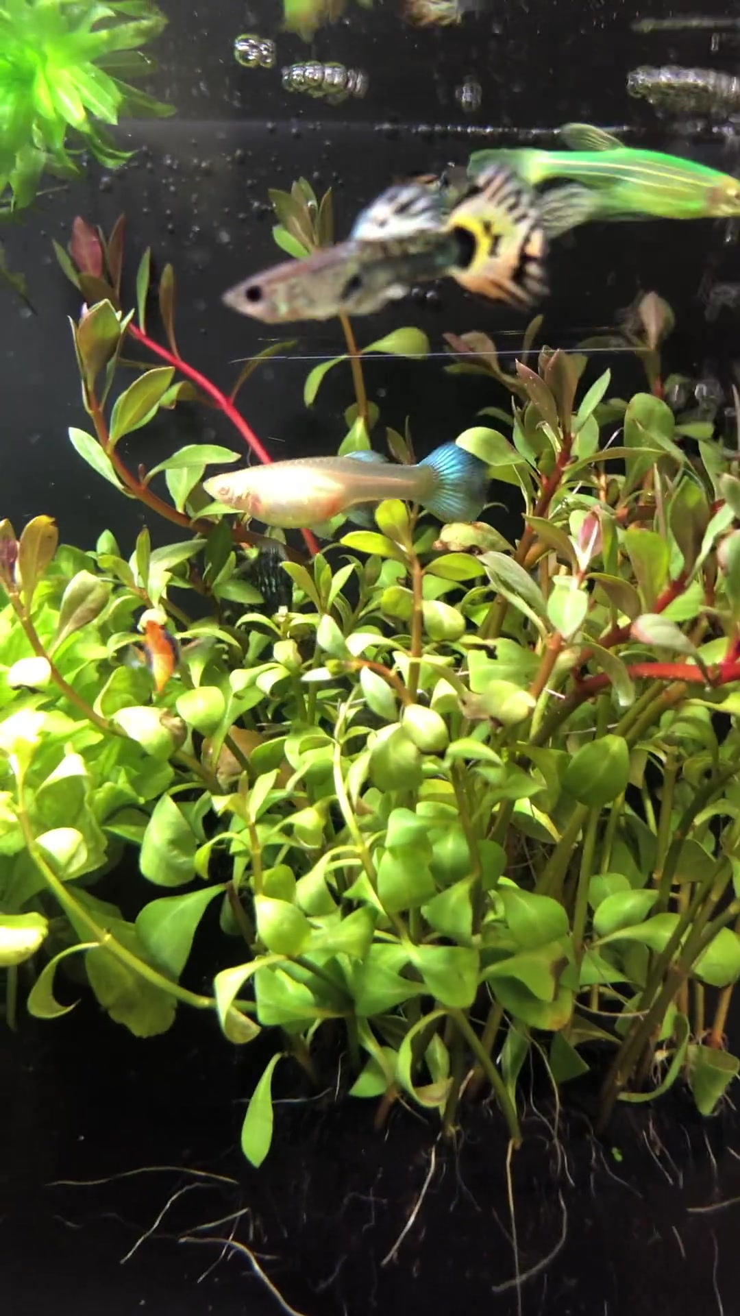 人生第一次养鱼～小小的鱼儿搬来新家,认识了新伙伴都很活跃,静静的观赏了好久～真美