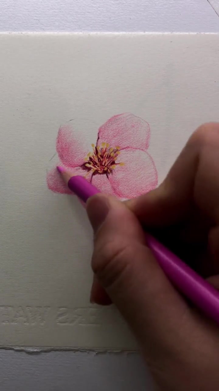 彩铅 每日一画 手绘 超级简单的彩铅花卉,视频教程