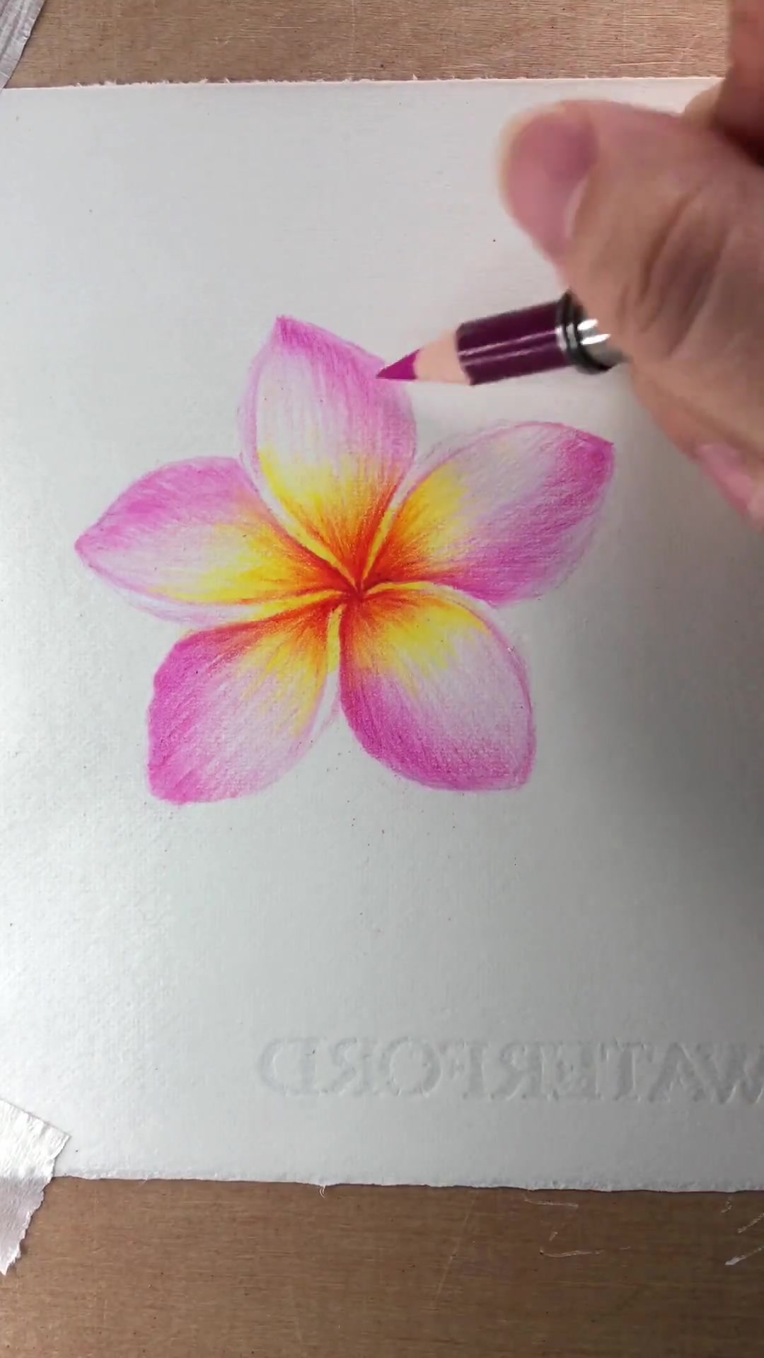 彩铅 手绘 是彩铅鸡蛋花呀