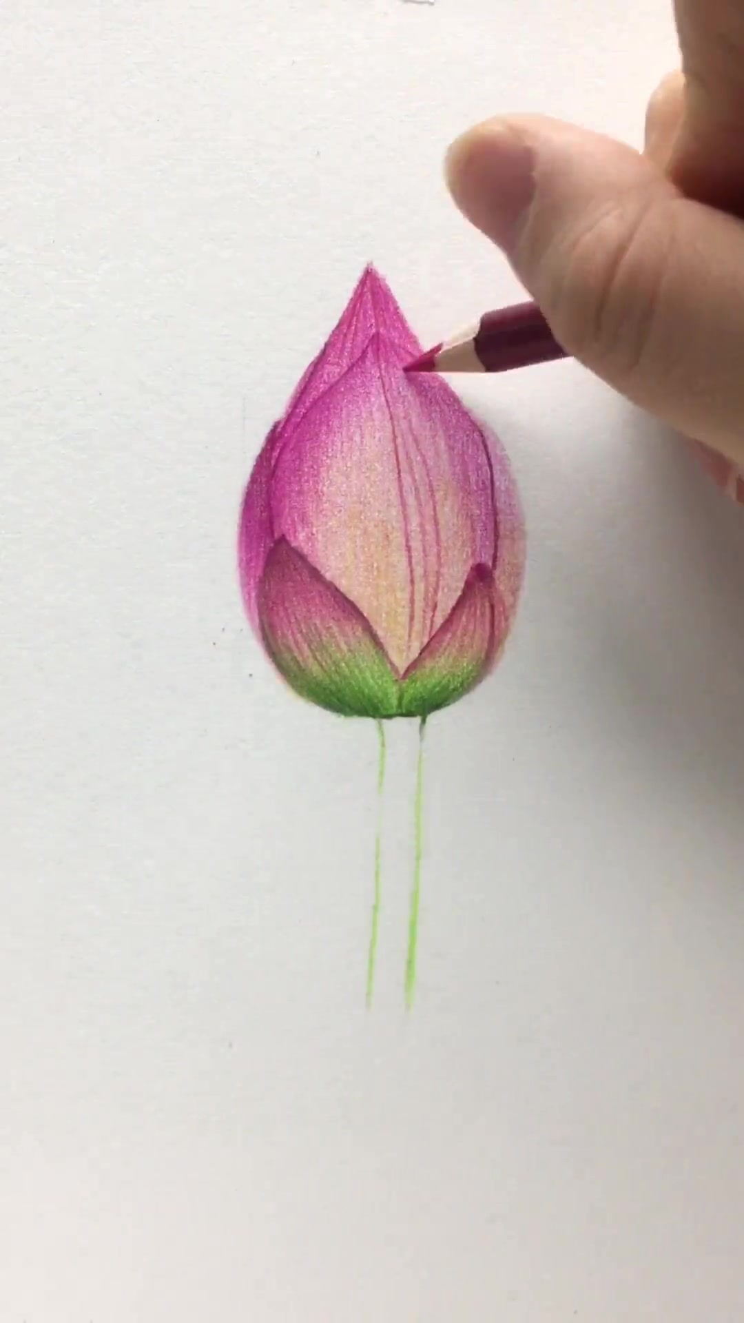 手绘 彩铅画 荷花 周一更新日,彩铅荷花的绘画方法来啦