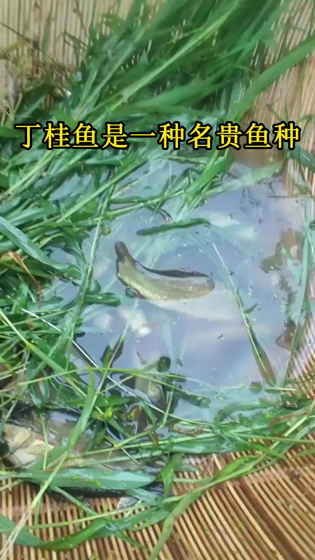 一年可养两季经济效益高!