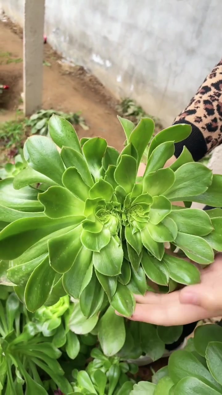 想学多肉法师养护的来我直播间