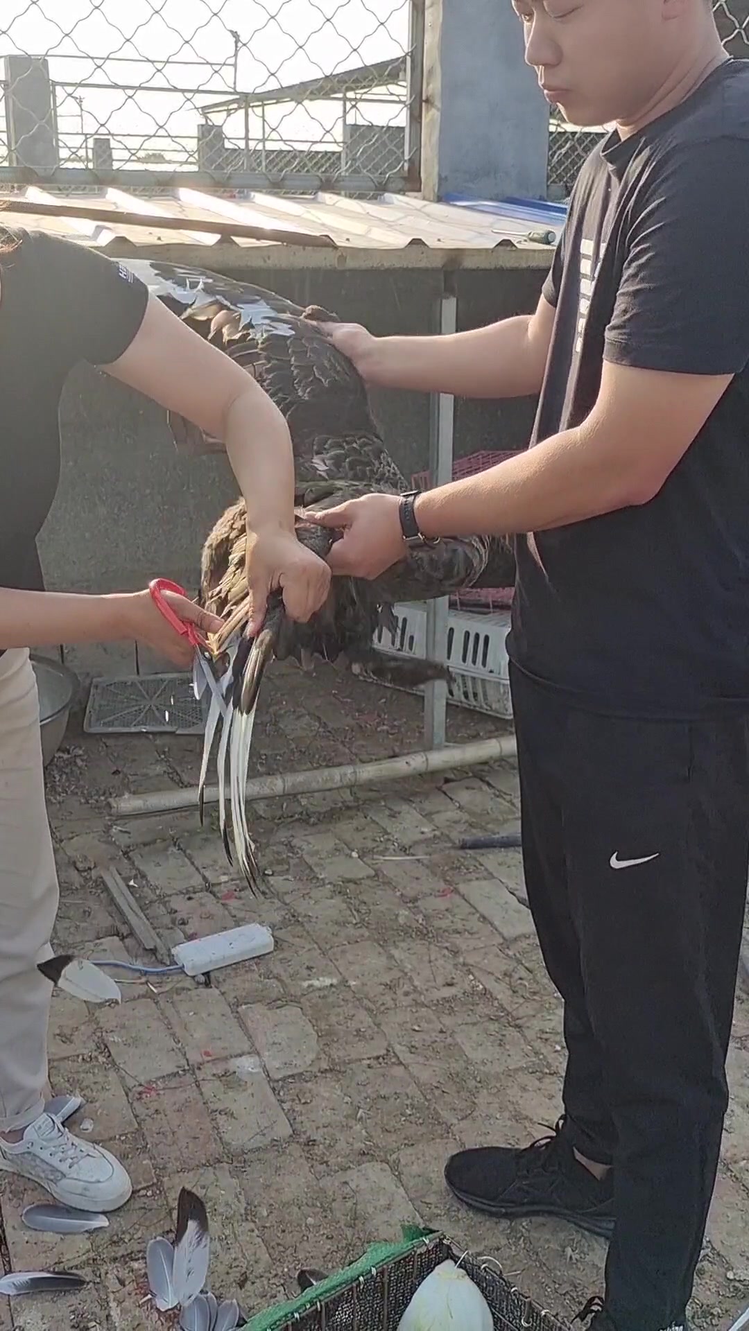 黑天鹅为什么有白色羽毛一定要剪掉马