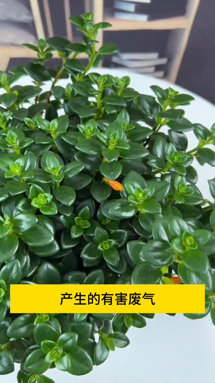 金鱼吊兰 一年四季常绿,开的花朵像小金鱼路过海藻群一样漂亮,非常的好养,有水就能存活 爱生