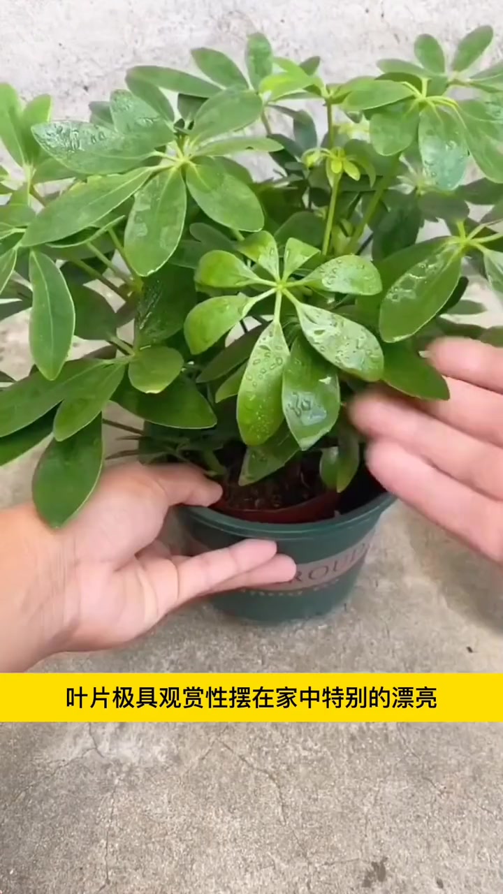 七叶莲 又叫 鸭脚木,是一款室内观叶植物,四季常青,十分好养 室内盆栽 鸭掌木