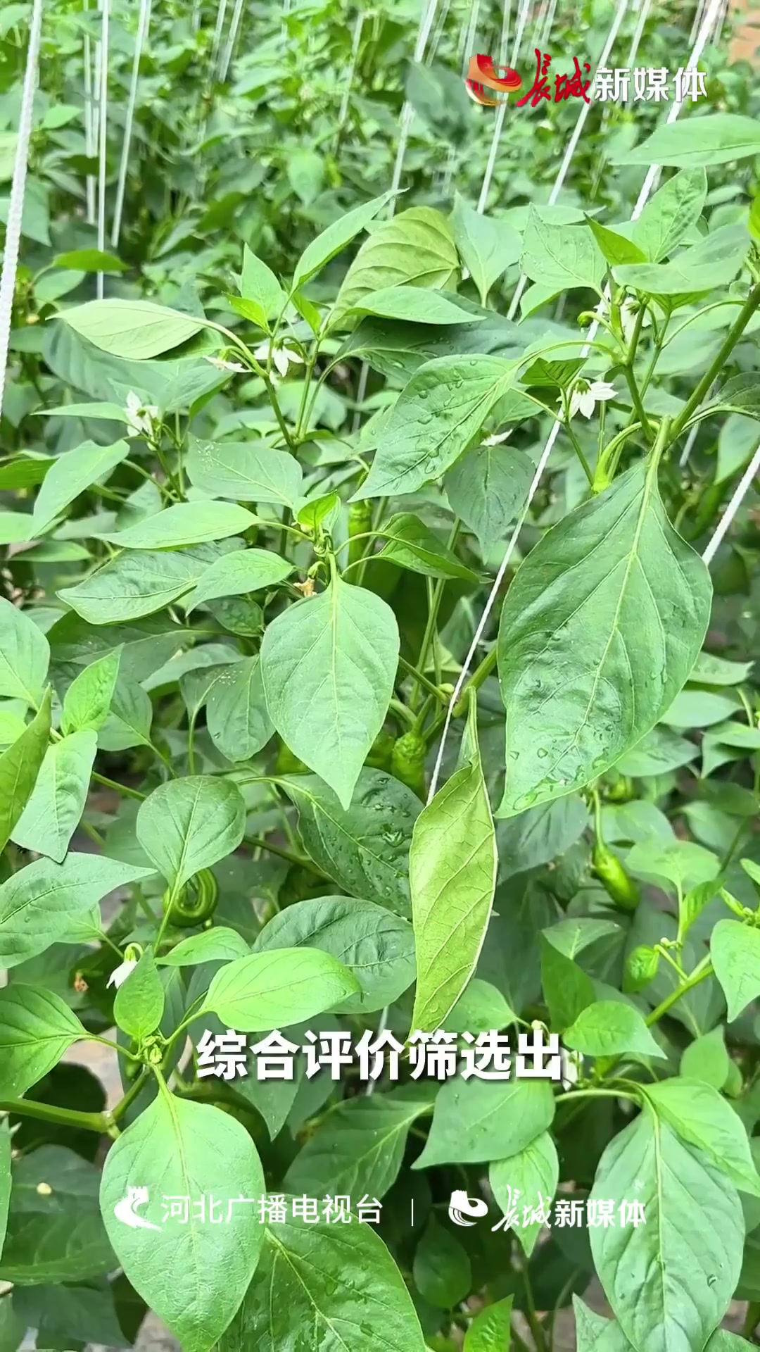 优质品种比武!“蔬菜考场”在饶阳