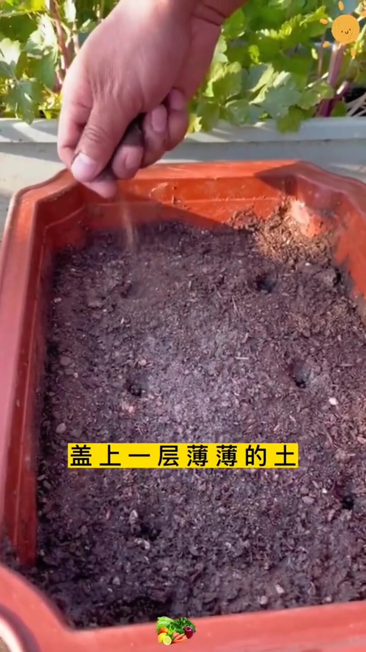 春天种下去一直能吃到深秋。大叶木耳菜 营养丰富,一次播种四季采收 家庭种植 阳台小院均可种