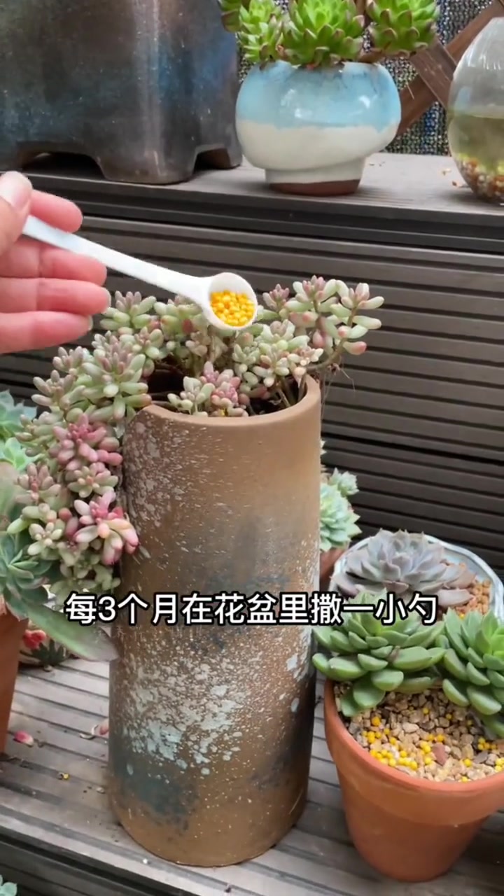 开春了万物复苏,也到了给多肉植物施肥的时候 多肉专用肥 多肉专用控释肥