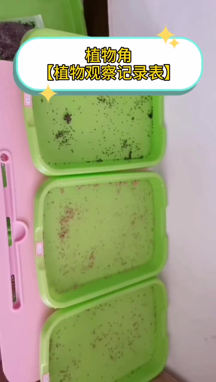 快到植树节了,做个植物观察记录表,在家也可以种植 幼儿园玩教具 植树节
