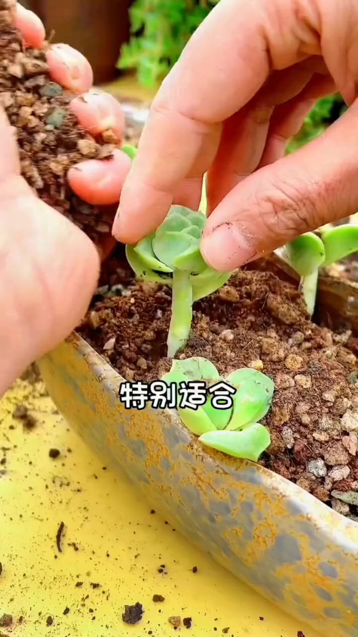 多肉植物 叶片肥厚,自身能储存很多水分,所以种多肉要用这种透水又透气的70%的颗粒土就可以