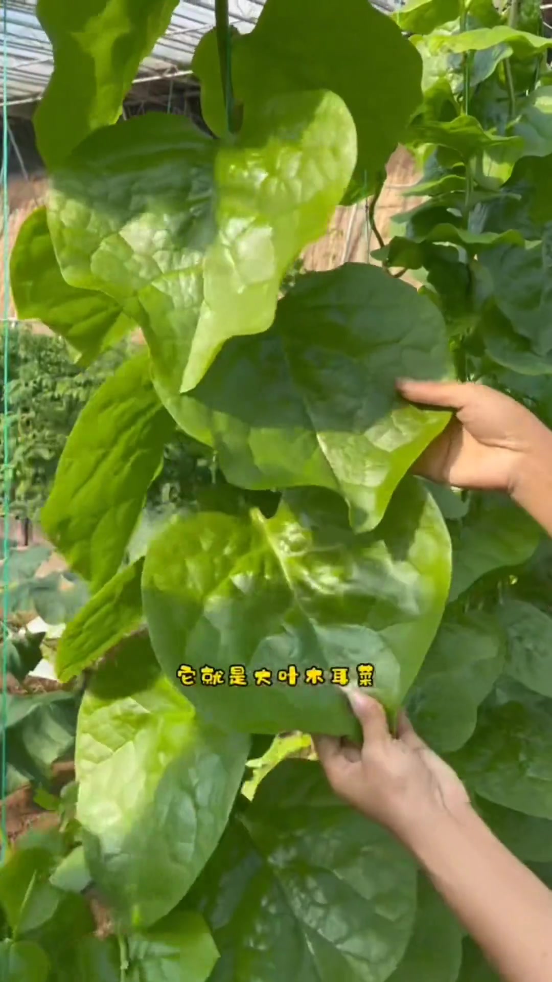 从五六个叶片就开始摘着吃,越摘它就长得越旺盛,在家种几棵,随吃随摘吃新鲜菜 木耳菜 种植 