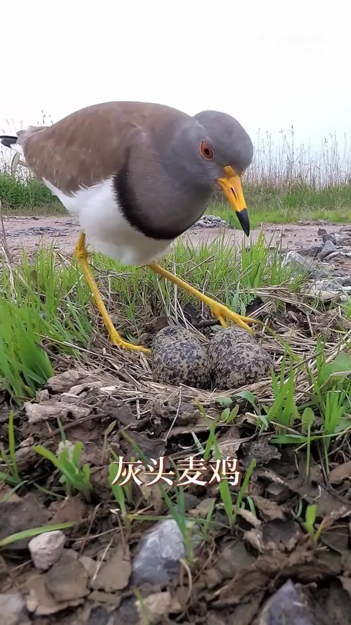 今天国际生物多样性日 灰头麦鸡、金眶鸻、鹭鸟……这些“神奇动物”你都认识吗?神奇动物在央企