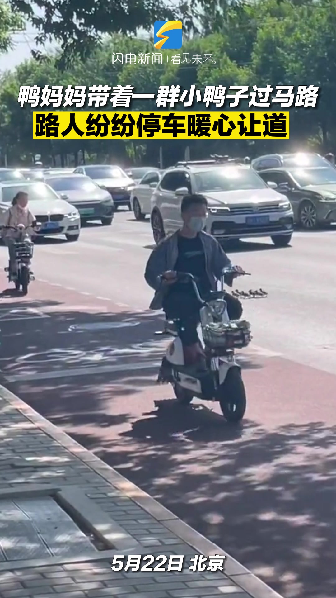 鸭妈妈带着一群小鸭子过马路 路人纷纷停车暖心让道