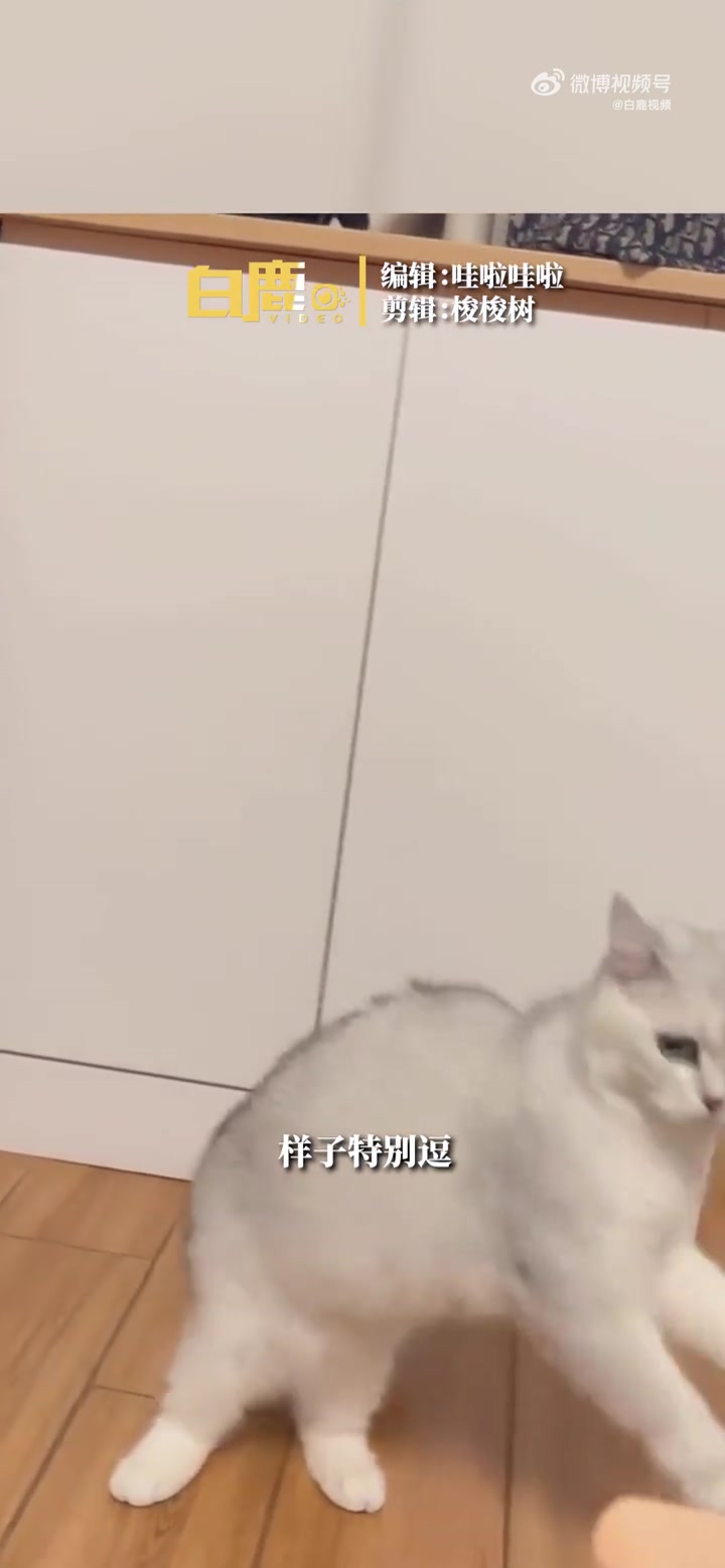 「女子学狗叫猫咪惊讶站立寻找」5月19日,北京。女子学狗的叫声逗猫,猫咪惊讶站起寻找来源。