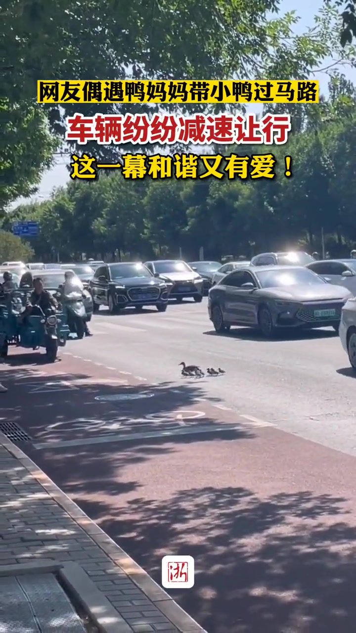 网友偶遇鸭妈妈带小鸭过马路,车辆纷纷减速让行 这一幕和谐又有爱!(素材来源:)人与动物和谐