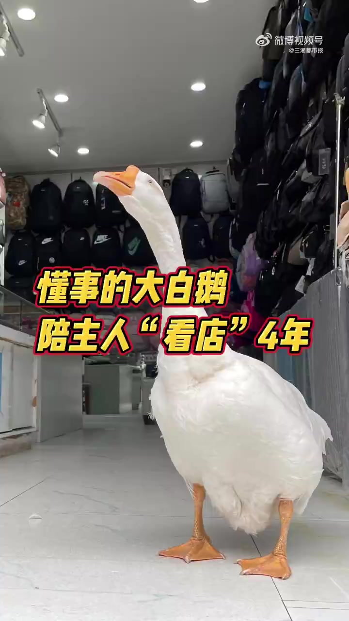 「这只宠物鹅真能干帮主人看店4年」在株洲市石峰区天桥街一带,过往行人经常能看到一个有趣的场
