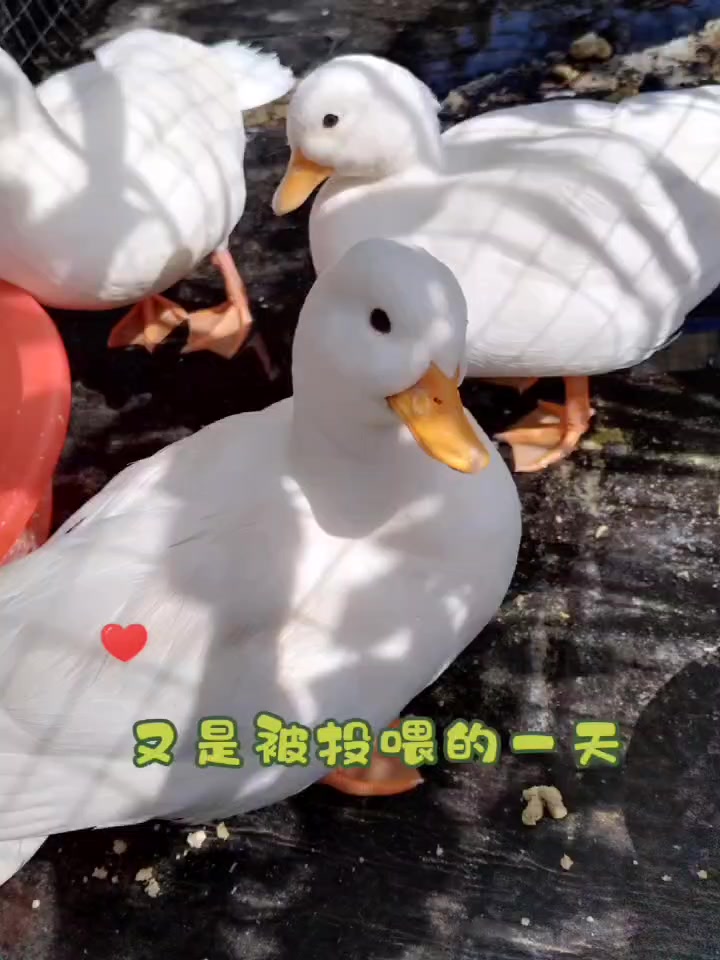 萌宠柯尔鸭歪头杀