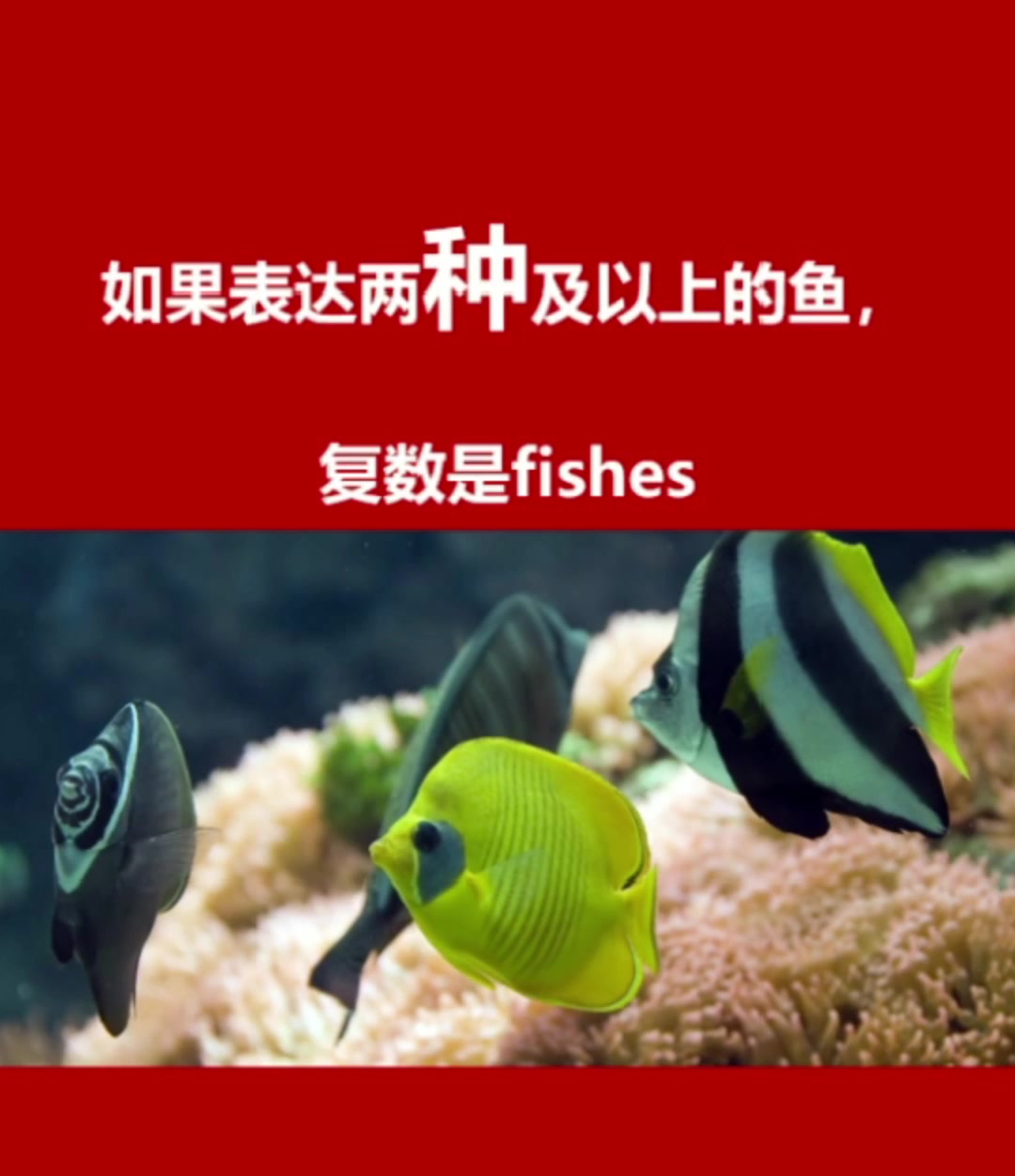 fish的复数是怎么表达呢?
