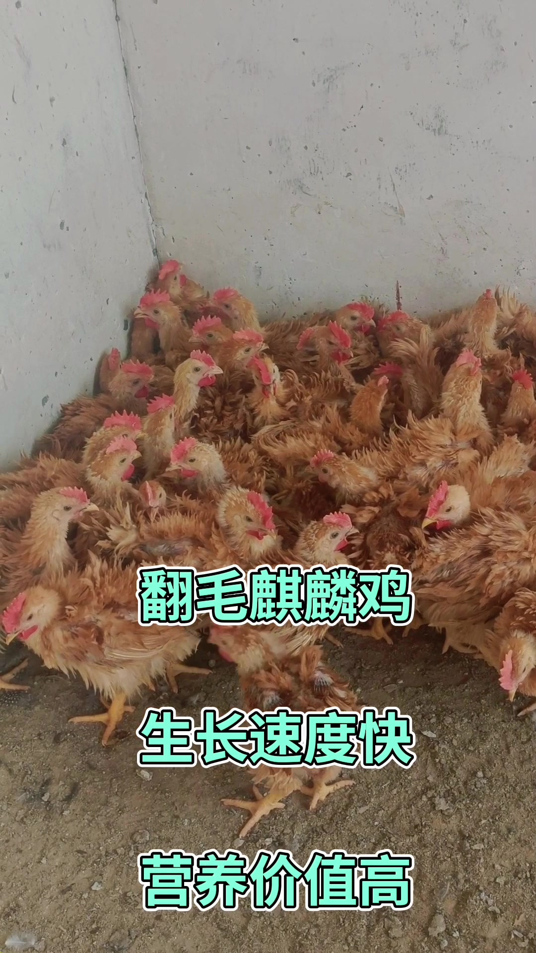翻毛麒麟鸡,生长速度快营养价值高