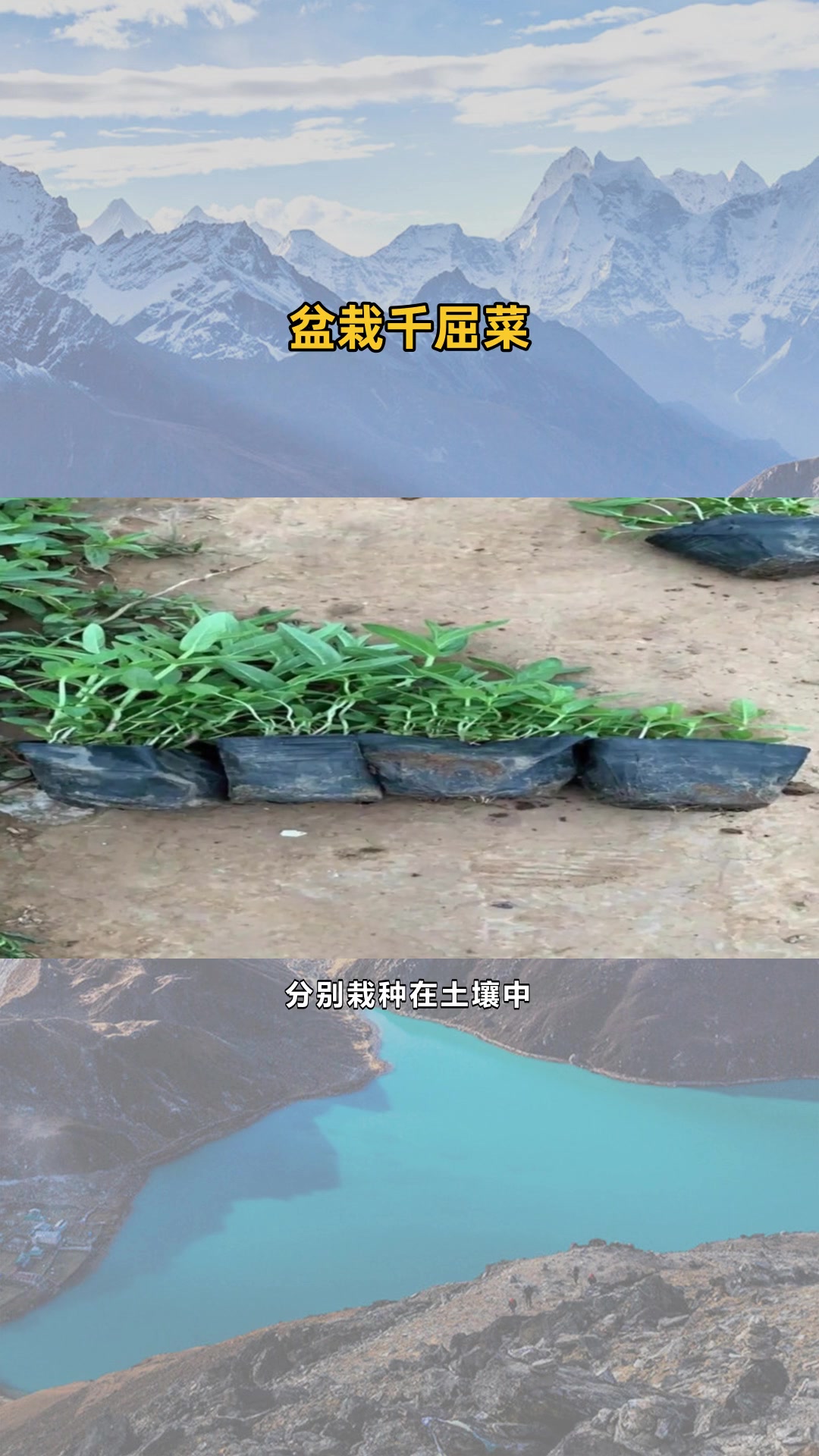千屈菜推荐