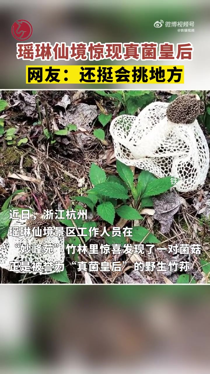 「会挑地方!瑶琳仙境惊现真菌皇后」近日,浙江杭州。瑶琳仙境景区工作人员在“妙峰苑”竹林里惊