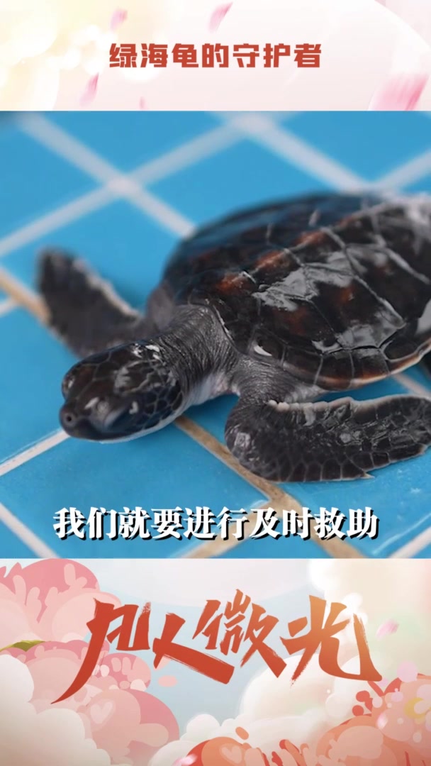 凡人微光|守护绿海龟,他们在行动