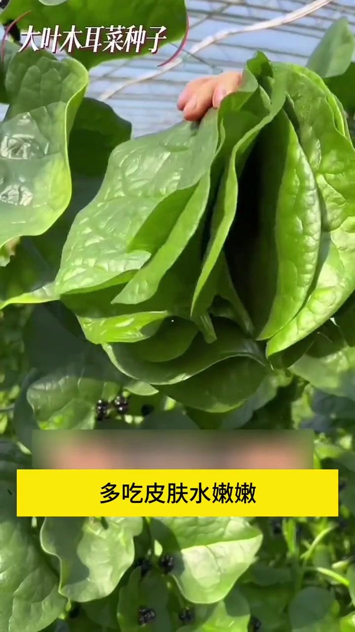 可以爬藤的 大叶木耳菜,滑滑嫩嫩,种植简单,耐高温好成活,你也种一些吧 木耳菜 种菜