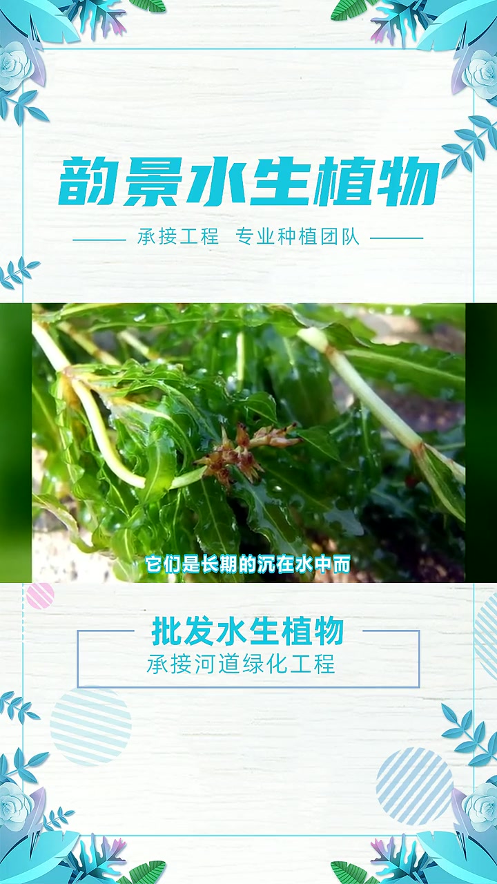 金鱼藻在哪里买 批发水生植物 水生鸢尾种苗批发