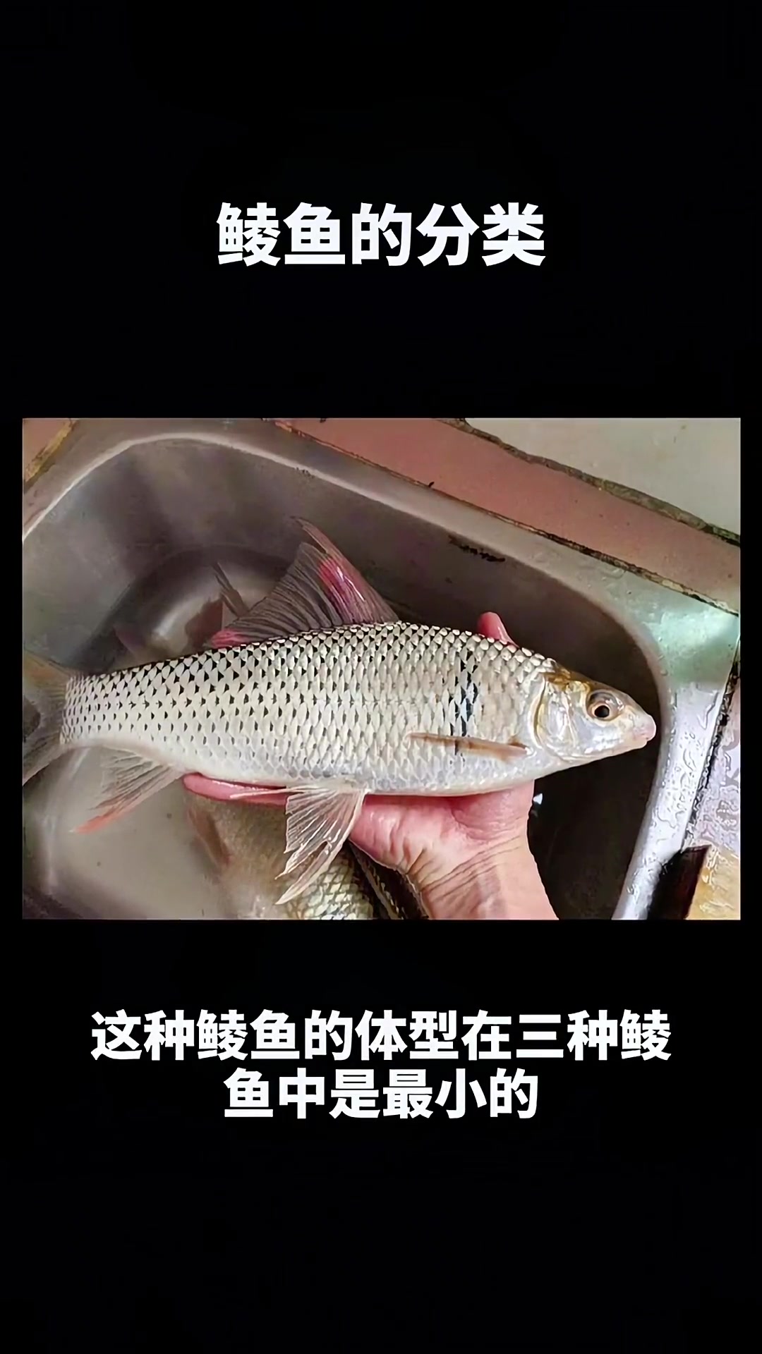 鲮鱼的分类,还有分不清楚你钓的什么鲮鱼的钓友吗?