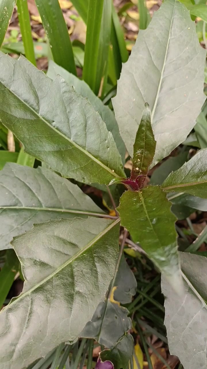 红凤菜为菊科菊三七属红凤菜。