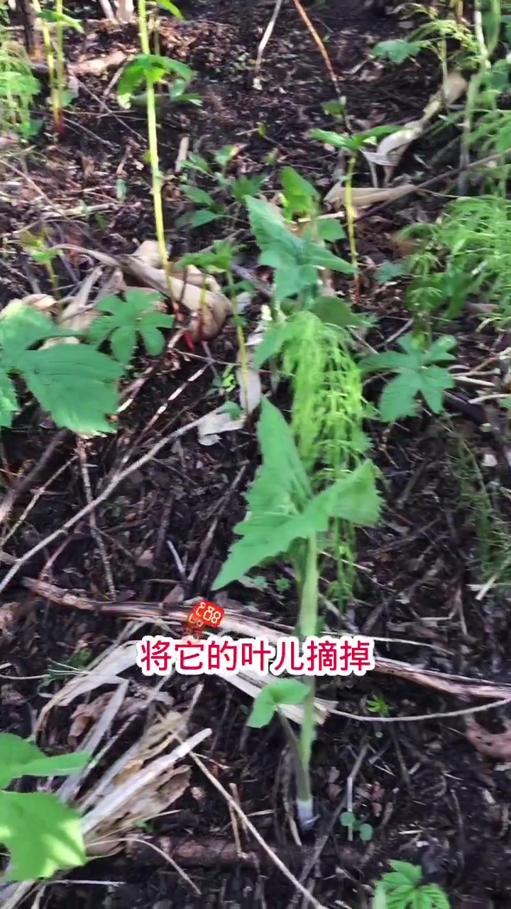 山尖子野生山野菜