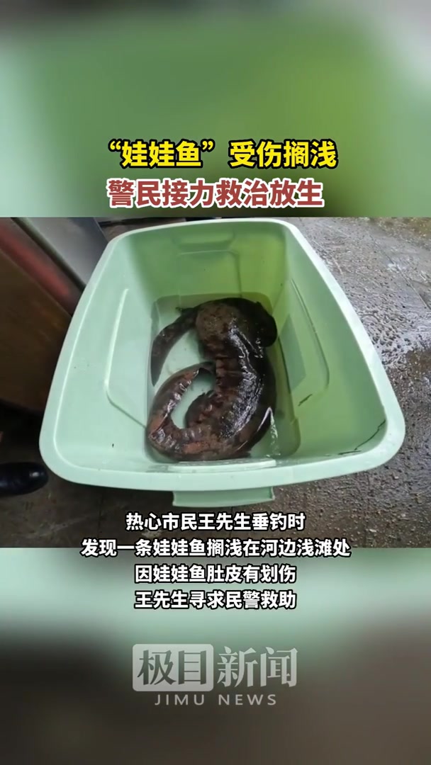 “娃娃鱼”受伤搁浅,保康警民接力救治放生