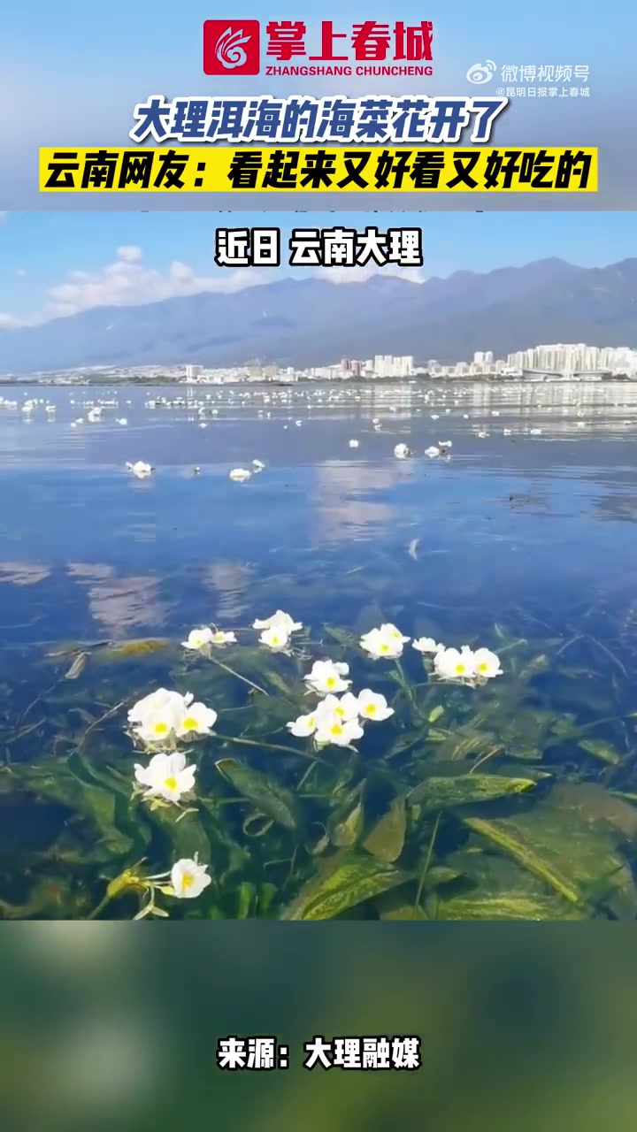 「大理洱海的海菜花开了」近日,云南大理,成片的海菜花在洱海竞相开放,冰清玉洁的花朵和清澈的