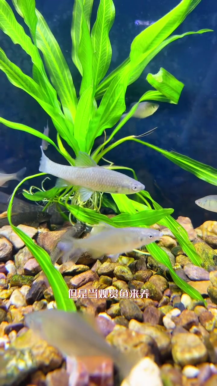 你讨厌这种贪吃的麦穗鱼吗?