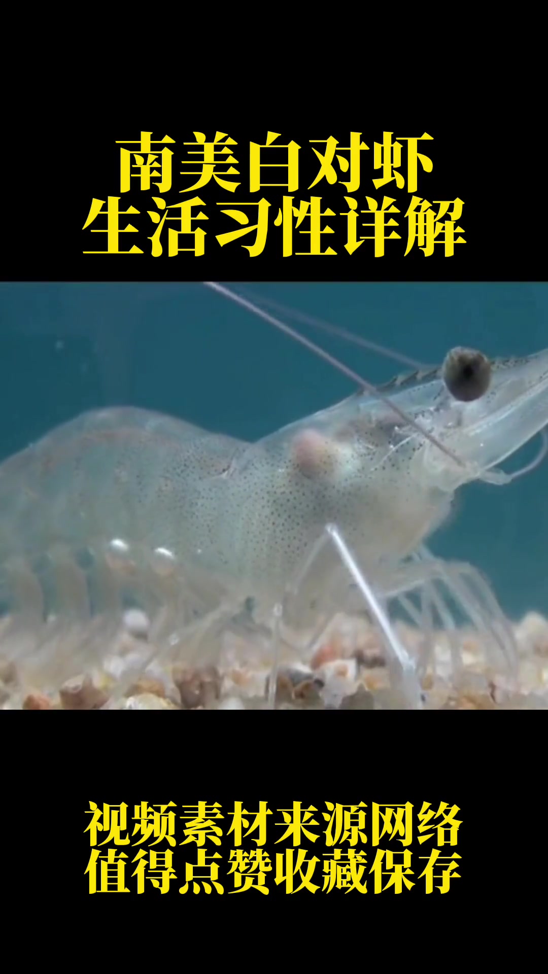 南美白对虾,到底是怎样的一种虾