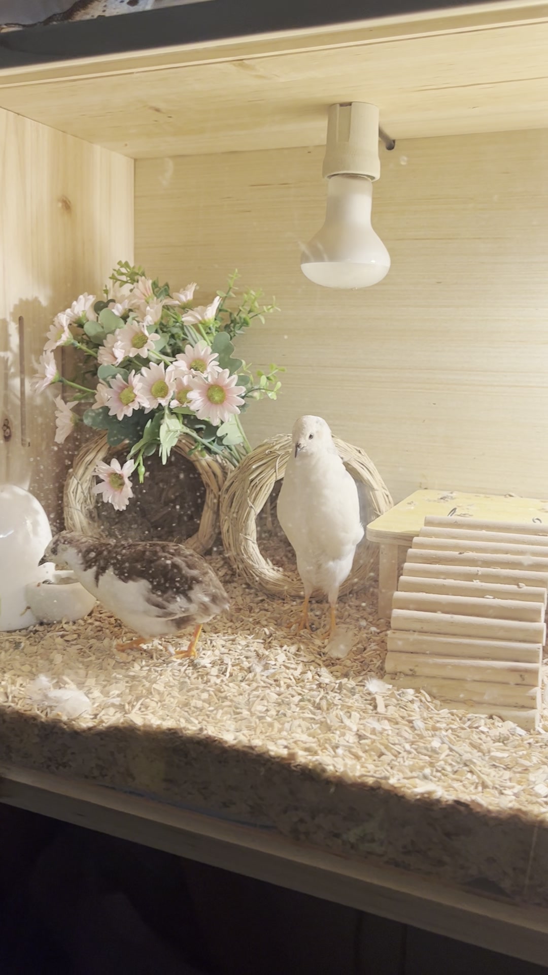芦丁鸡的叫声……(可爱)