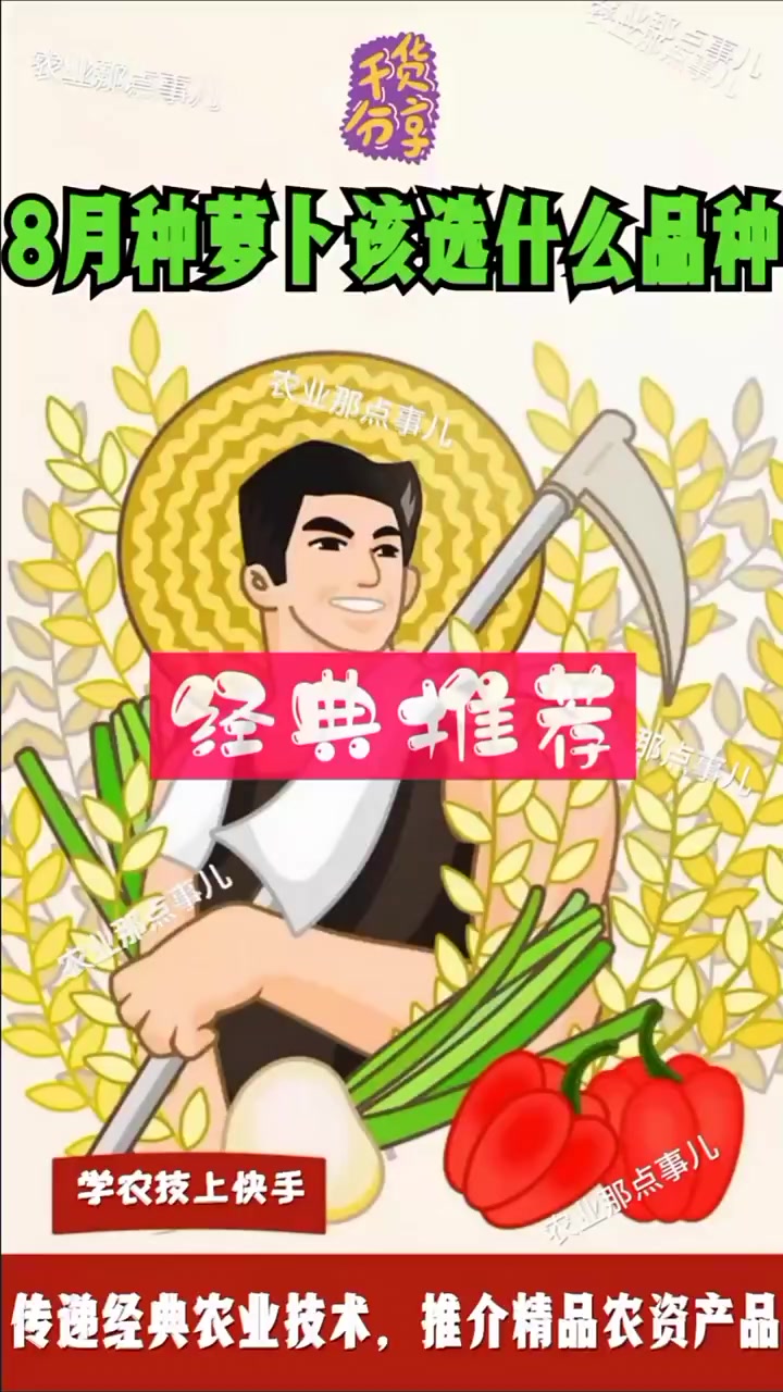 8月种萝卜该选什么品种?这种萝卜好吃又漂亮,营养价值高!