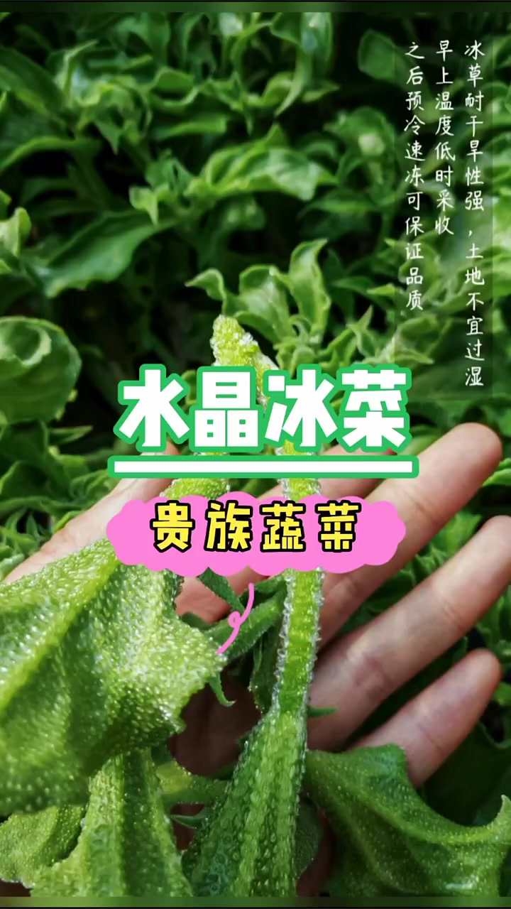被称为贵族蔬菜的水晶冰菜,超市一斤卖30元,你吃过吗?