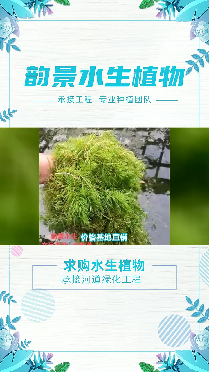 水生植物批发基地 求购水生植物 青州水生植物批发