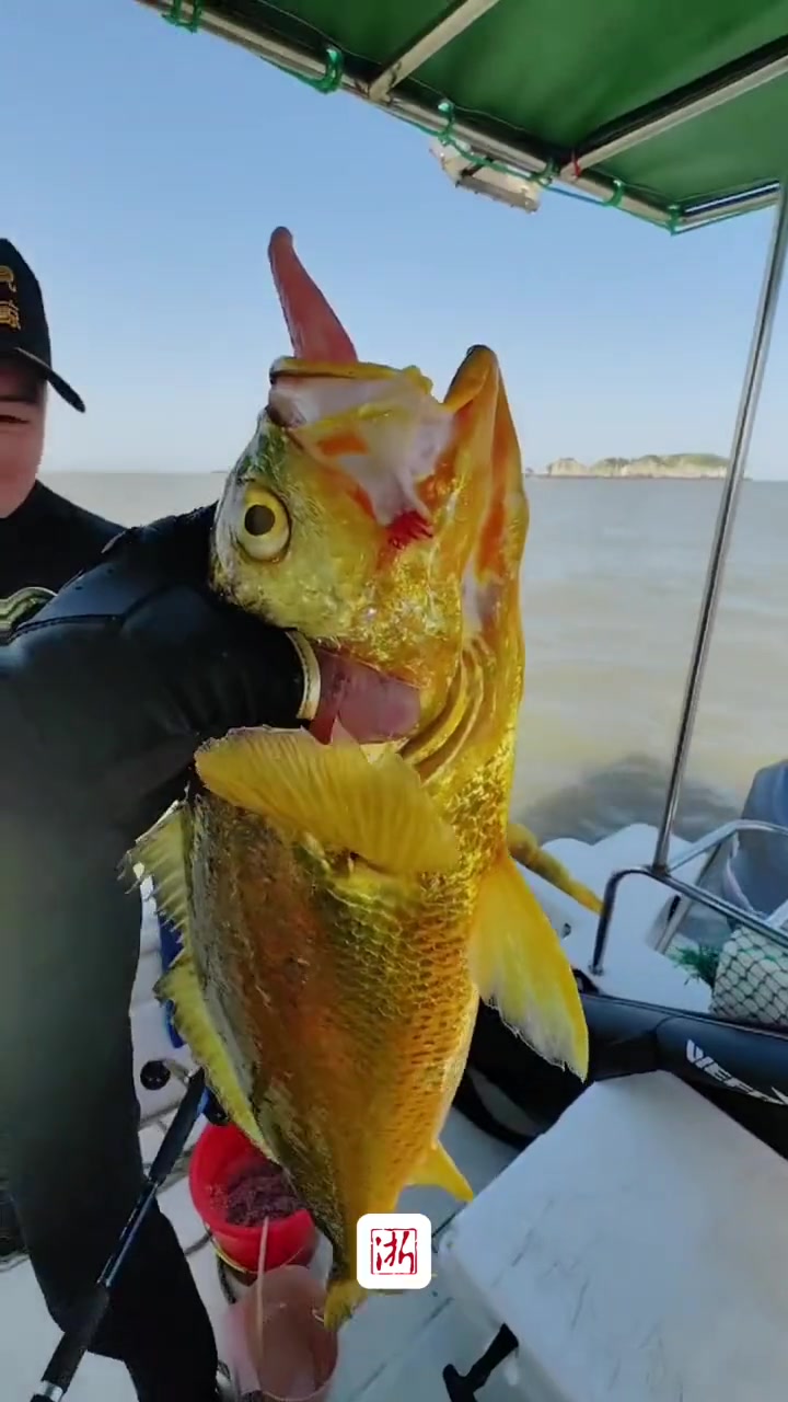 网友海钓收获野生大黄鱼,全身金光闪闪 市价上万 网友:堪比鱼中“茅台”(素材来自:)鱼获满