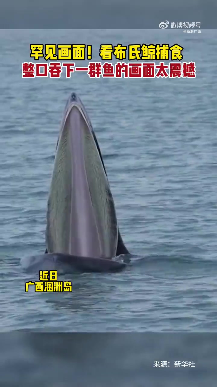 「太震撼了!布氏鲸频现广西北部湾海域,广西生态环境更好了~」近年来,广西壮族自治区海洋环境