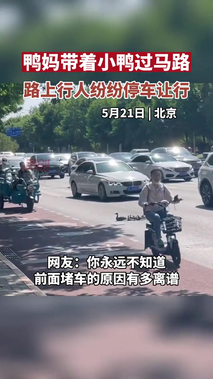 5月21日,北京:鸭妈带着小鸭过马路,路上行人纷纷停车让行。小鸭子 温馨一幕