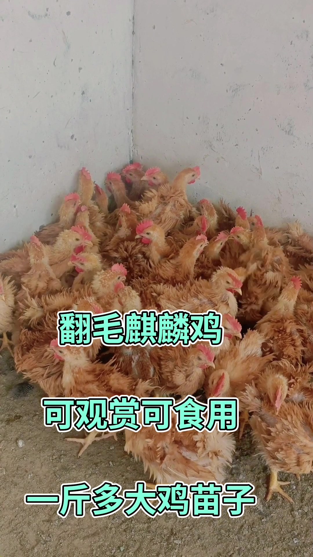 翻毛麒麟鸡,可观赏可食用,一斤多大鸡苗子