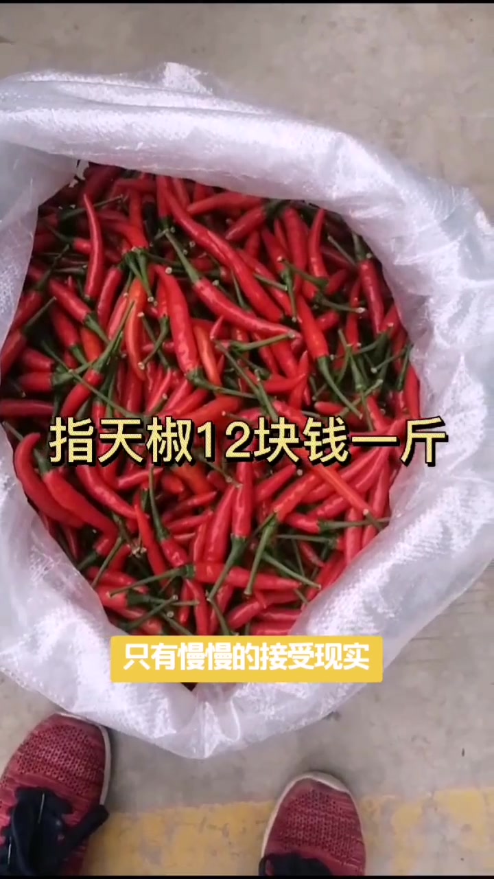 南宁金陵东盟农贸城,11月6号农产品有点涨了,菜心2块2毛钱 新鲜水果 新鲜蔬菜 -六哥