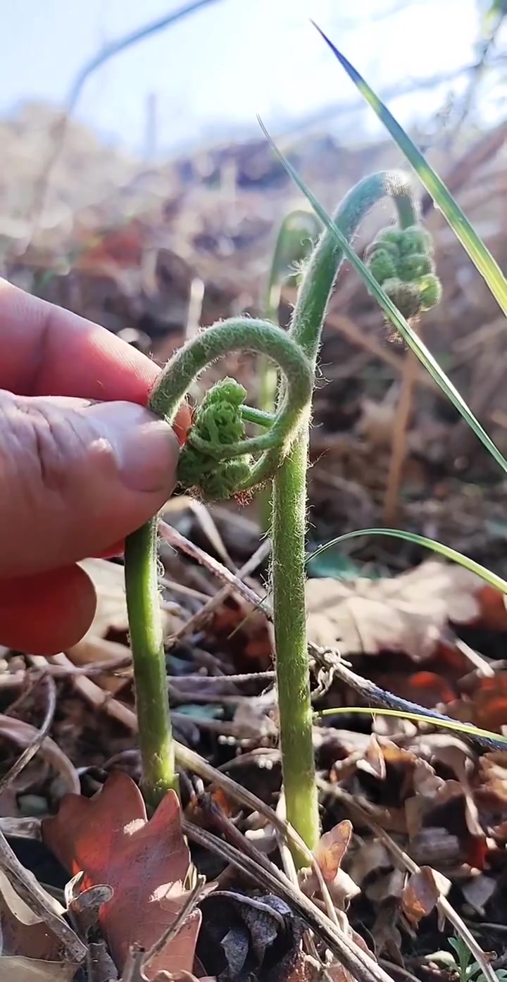 这就是蕨菜